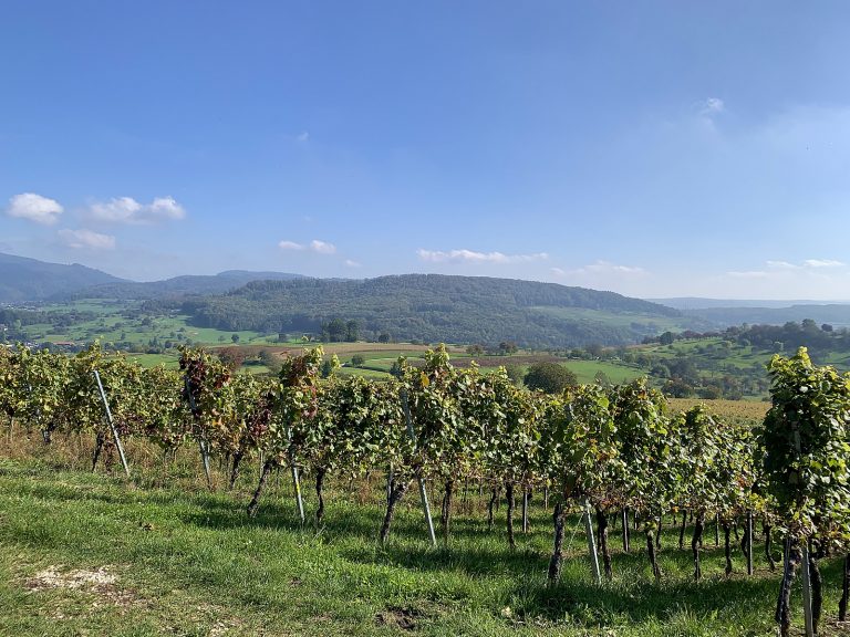 Kleine-Schwarzwaldlodge: Reben im Schwarzwald..