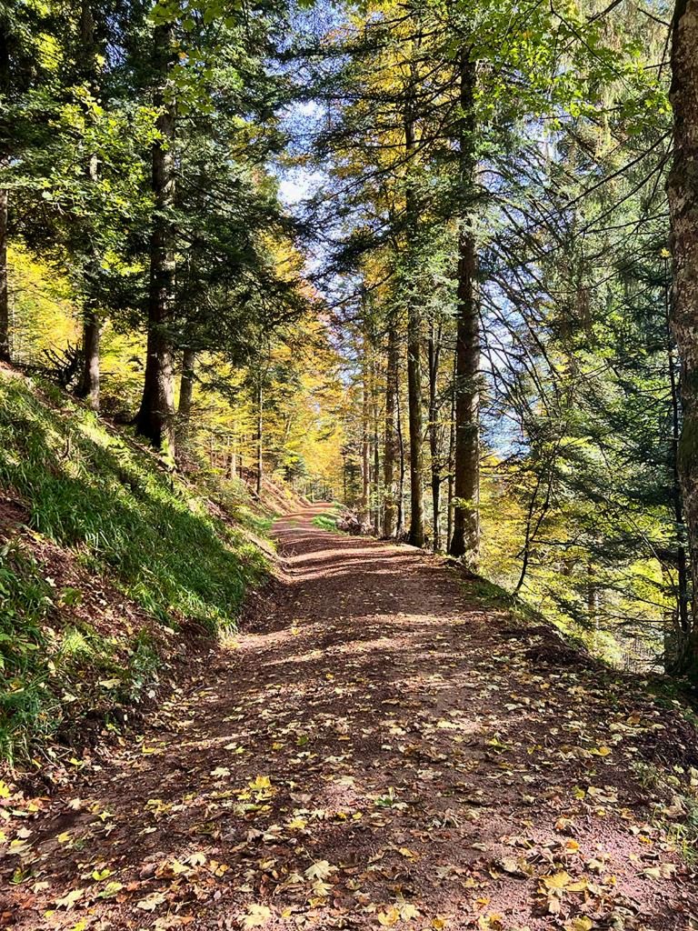 Kleine-Schwarzwaldlodge: viele Wanderwege durch den Schwarzwald..