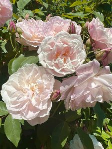 Mehr über den Artikel erfahren Monatskalender: Mai 2024