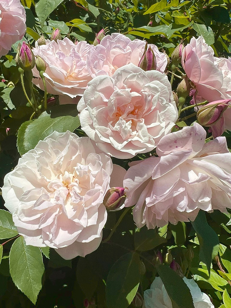 Mehr über den Artikel erfahren Monatskalender: Mai 2024