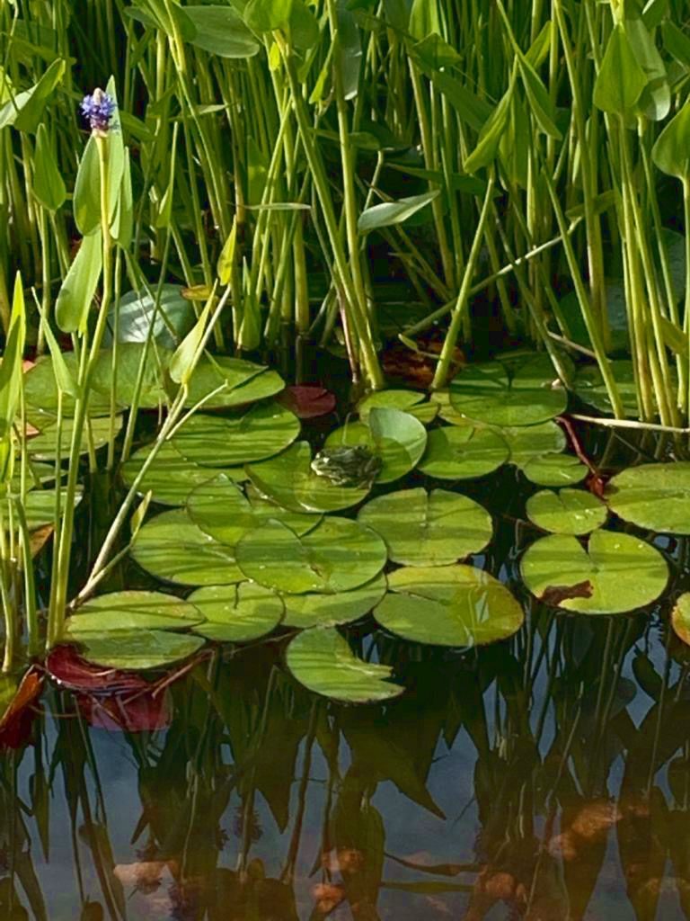 Kleine-Schwarzwaldlodge: ein Klang der Natur..